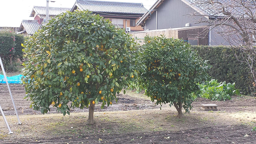 庭に柑橘類の木が2本あります。